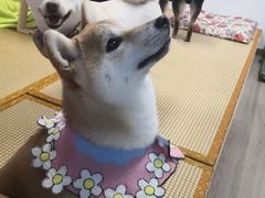 -柴迷FANS CLUB·柴犬狗咖·猫咖