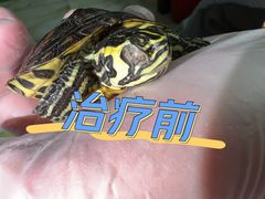 -北京观赏动物医院·24小时大型综合·猫专科·异宠专科