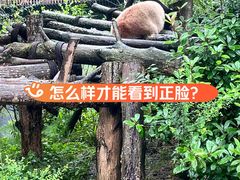 -熊猫谷