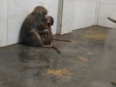 -西安秦岭野生动物园