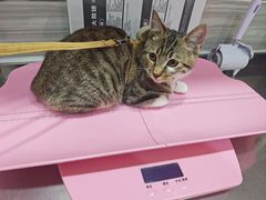 -瑞派名望志远动物医院·猫科·內科·异宠专科(直港大道店)