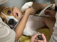 -谐和益家动物医院·免疫绝育·血液透析·宠保定点医院(高新伊藤分院)