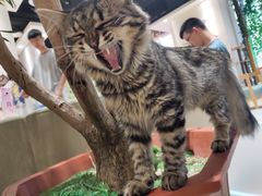 -藏猫猫咖啡主题馆(中央大道店)