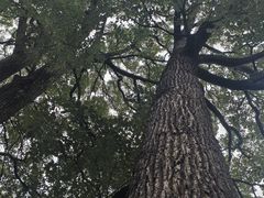 -南山植物园