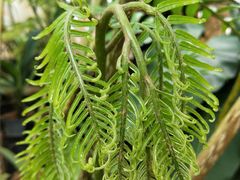 -墨尔本皇家植物园