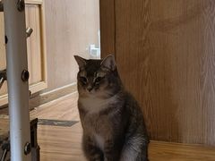 -MOCHA明星猫咖(田子坊店)