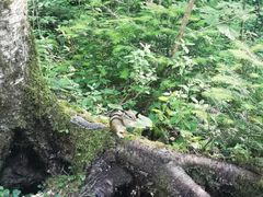 -汤旺河林海奇石景区