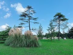 -上海共青森林公园