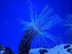 -上海海洋水族馆