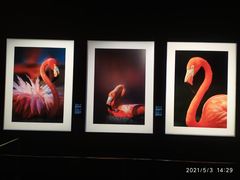 -罗红摄影艺术馆