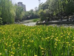 -莲湖公园