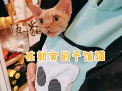 -十年猫舍·猫咪专门店(普陀店)