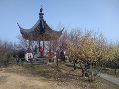 -香雪海