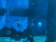 -北戴河圣蓝海洋公园