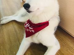 -Husky Go! 哈士奇体验馆·宠物咖啡厅狗咖