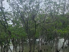 -宝安西湾红树林湿地公园