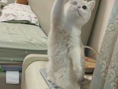 -猫十亿·布偶金渐层·曼基康矮脚猫舍(青年路店)