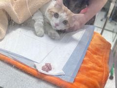 -达爱动物医院·犬猫分区·CT·复杂眼科(远洋山水分院)
