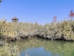 -泗洪洪泽湖湿地景区