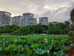 -金山公园