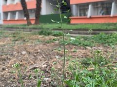 -四川大学(望江校区)