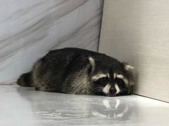 -浣熊柯尔鸭土拨鼠·电玩咖