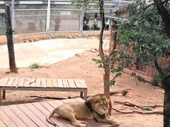 -昆明动物园