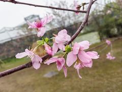 -中国科学院华南植物园