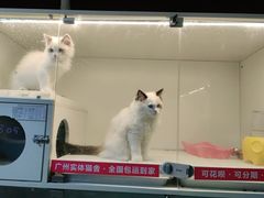 -lincat·猫舍(广州店)