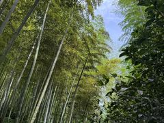 -东明山森林公园
