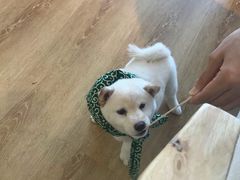 -柴犬小屋·柴餐厅·狗咖食堂(金鼎广场店)