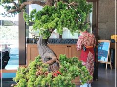 -松子料理(亮马桥店)