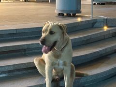 -博特宠物医院24h犬猫全科.骨科·异宠