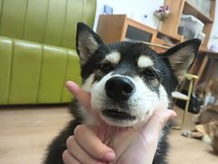 -是阿柴呀！柴犬咖啡·爱喵喵猫咖