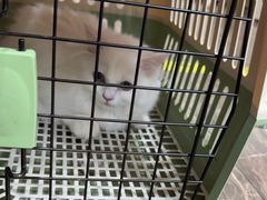 -宠爱国际动物医院·消化内科·心肾内科·ISFM猫友好(望京店)