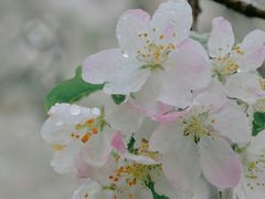-海棠花溪(元大都城垣遗址公园)