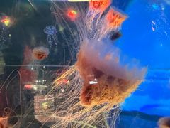 -南昌融创海世界