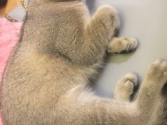 -猫色咖啡·猫咖