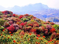 -贵州百里杜鹃风景名胜区