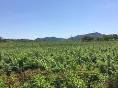 -北京张裕爱斐堡酒庄
