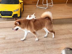 -南京Hallo宠物乐园·哈罗犬舍·柴犬繁育基地