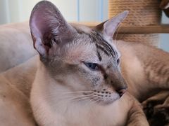 -遇见羊驼·奶狗咖·布偶猫咖·法斗柯基柴犬阿拉斯加(春熙路太古里IFS店)