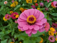 -南宁良凤江国家森林公园