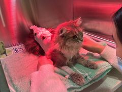 -萌兽医馆·犬猫专科·眼科中心·宠物医院(朝阳门分院)