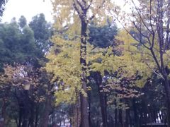 -重庆市江北嘴中央商务区中央公园