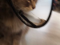 -猫儿山۰猫主题餐厅