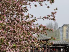 -海棠花溪(元大都城垣遗址公园)