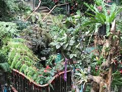 -正佳雨林生态植物园