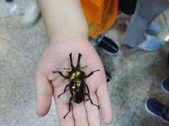 -上海大自然野生昆虫馆