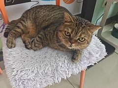-纳吉亚猫专科动物医院博雅分院